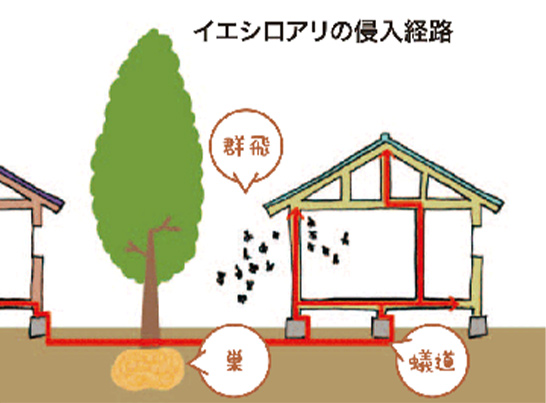 イエシロアリの侵入経路