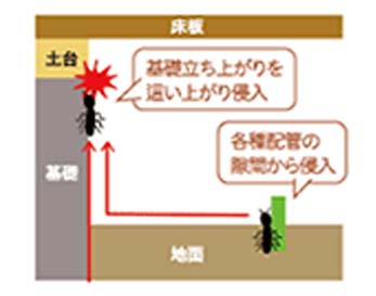 イエシロアリの侵入経路