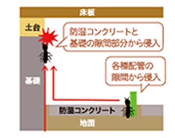 イエシロアリの侵入経路