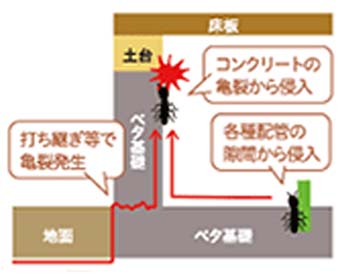 イエシロアリの侵入経路