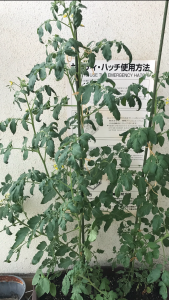 ベランダ菜園