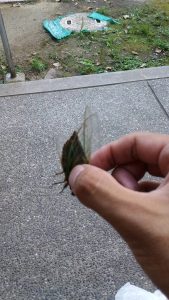 夏が来た
