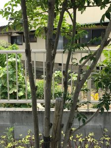 暑いですね。