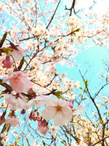 お花見