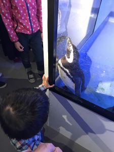 倉敷天満屋さんのしらかべ水族園に行ってきました！