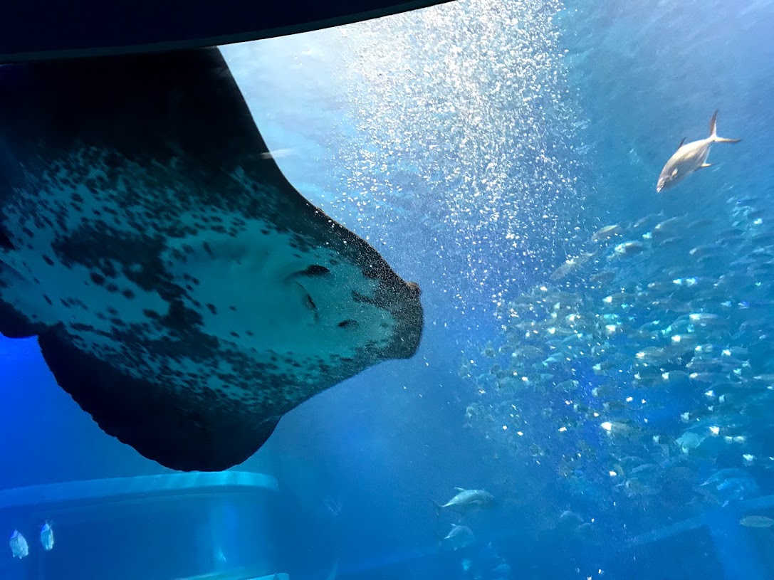 水族館で癒されました。