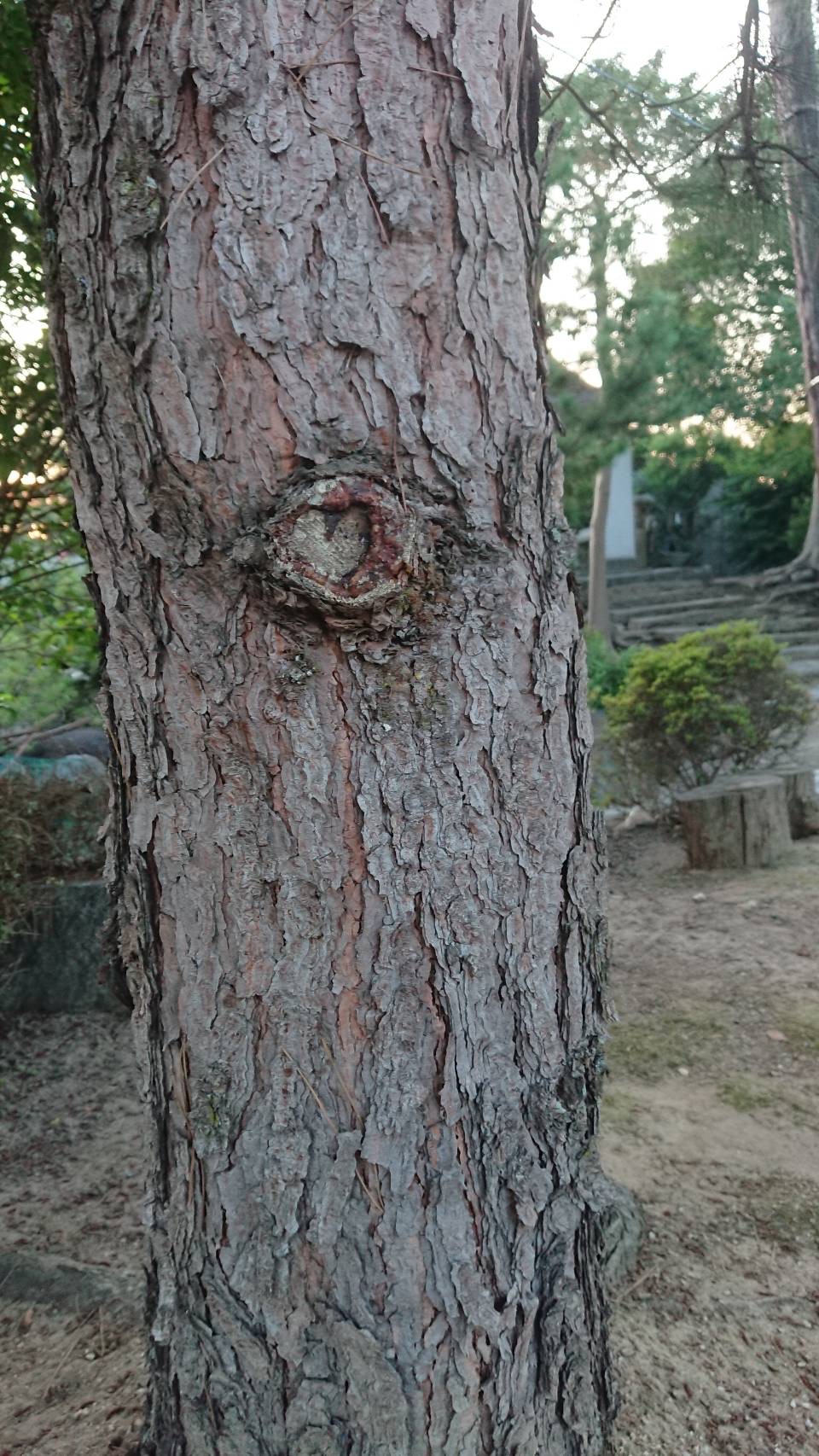 幸せになる木⁉︎