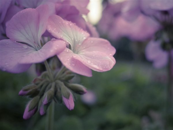 梅雨も終わりましたね