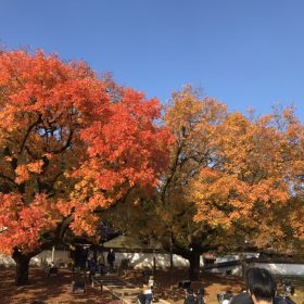 紅葉見てきました！