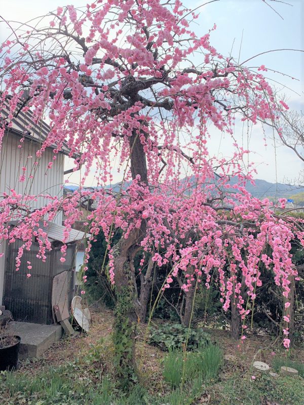 きれいな花が咲いていました。