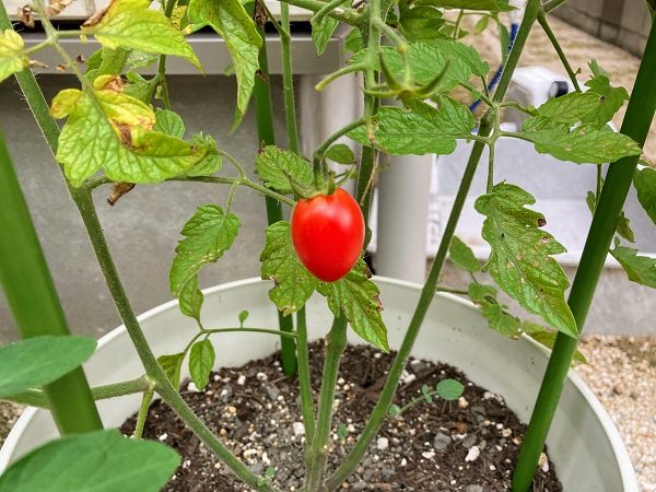 トマトが大成長中です！