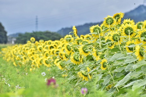 いよいよ夏ですね、