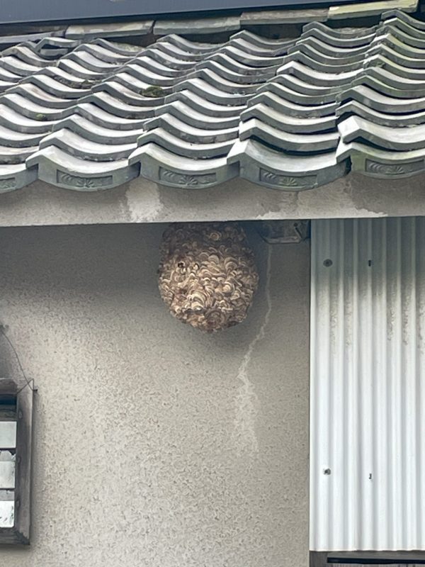 大きな蜂の巣！
