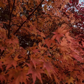 【散歩日記】紅葉の時期は過ぎてしまいましたが…