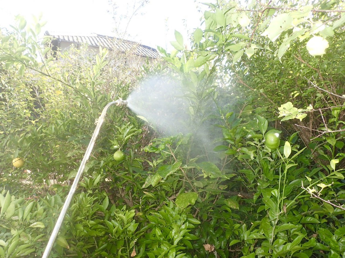 お庭の害虫駆除もカスケホームへお任せください！