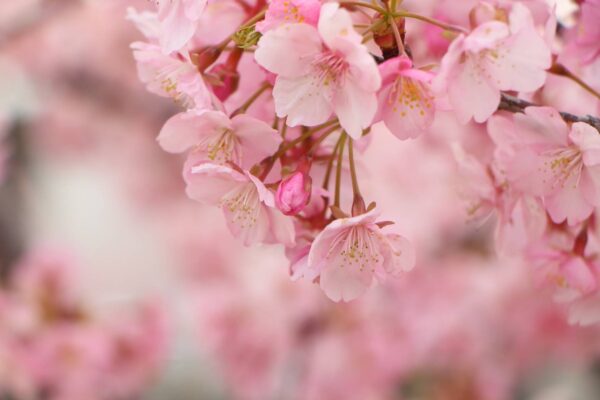 春になってきましたね🌸