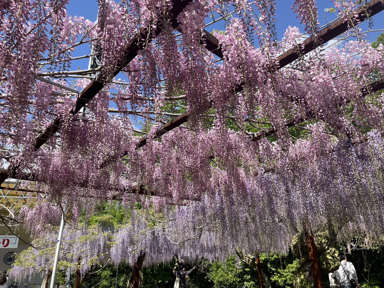 藤の花を見に行きました🌺