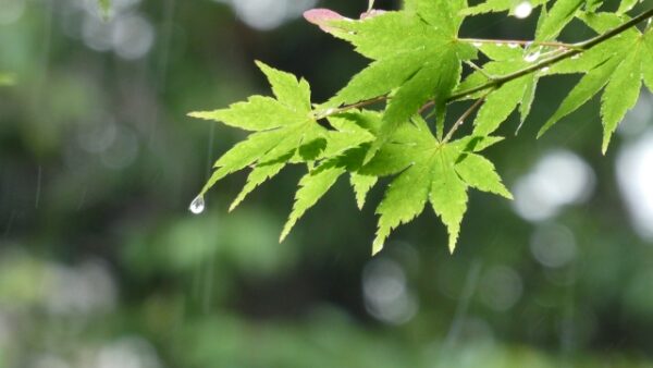 【梅雨前にチェック！】見逃さないで！雨漏りのサインと修理方法