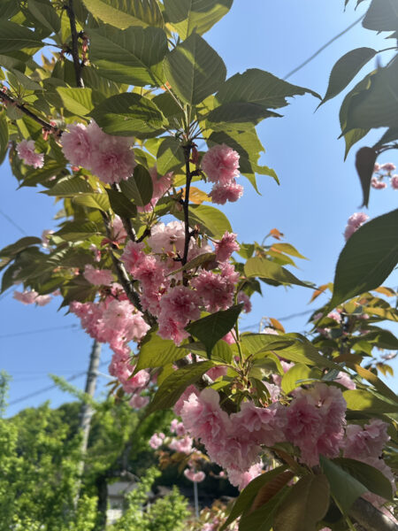 桜の見納め🌸