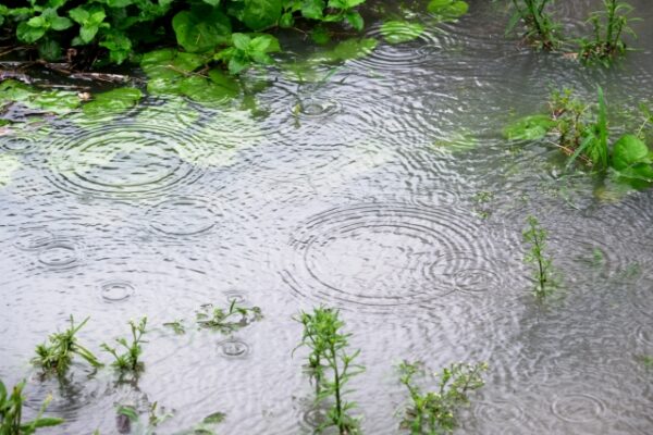 【2025年梅雨入り予想】雨漏り修理は早めが安心！被害拡大を防ぐためのポイント