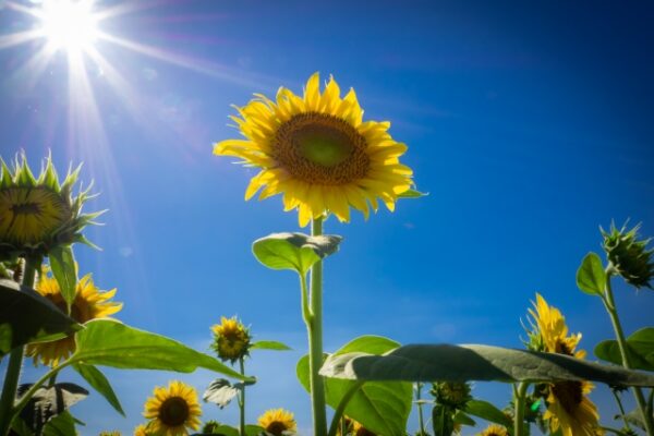 史上最速の梅雨明け！2025年の夏は“室内熱中症”にご注意を