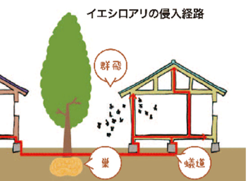 シロアリ点検してみませんか？