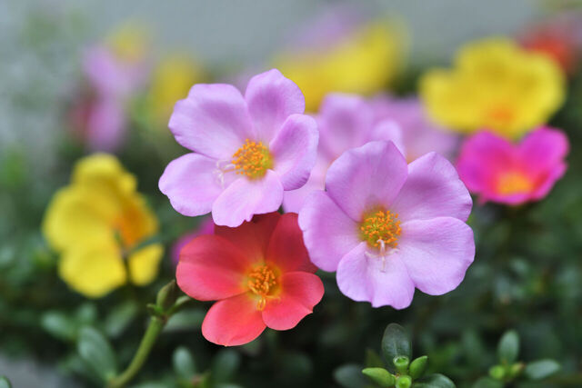 4月からの新生活、準備はOK？「朝の洗面所渋滞」を解消するなら今です！
