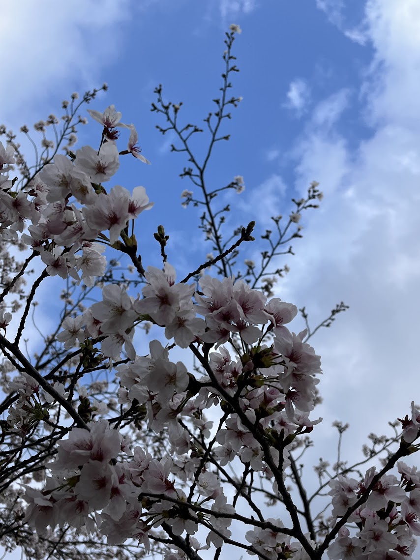お花見でリフレッシュ！3年目も頑張ります！